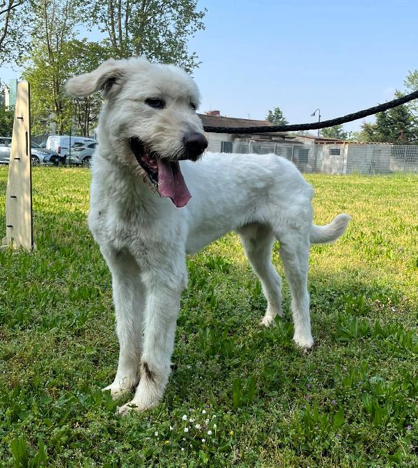 BELLE BELLISSIMO MAREMMANO Foto 4